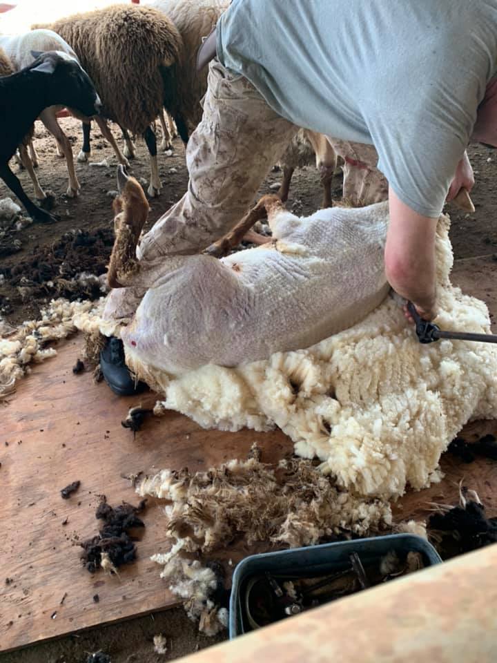 Shearing 1